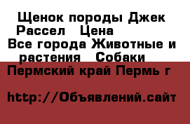 Щенок породы Джек Рассел › Цена ­ 45 000 - Все города Животные и растения » Собаки   . Пермский край,Пермь г.